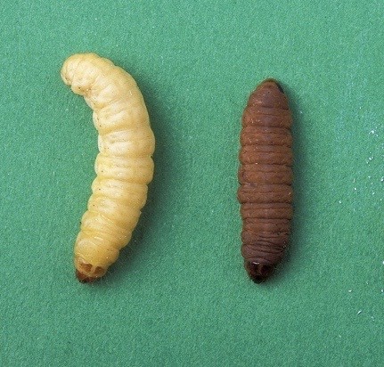 Wax Worms Eat But Can They Clean Up Our Trash Pollution?, 48% OFF