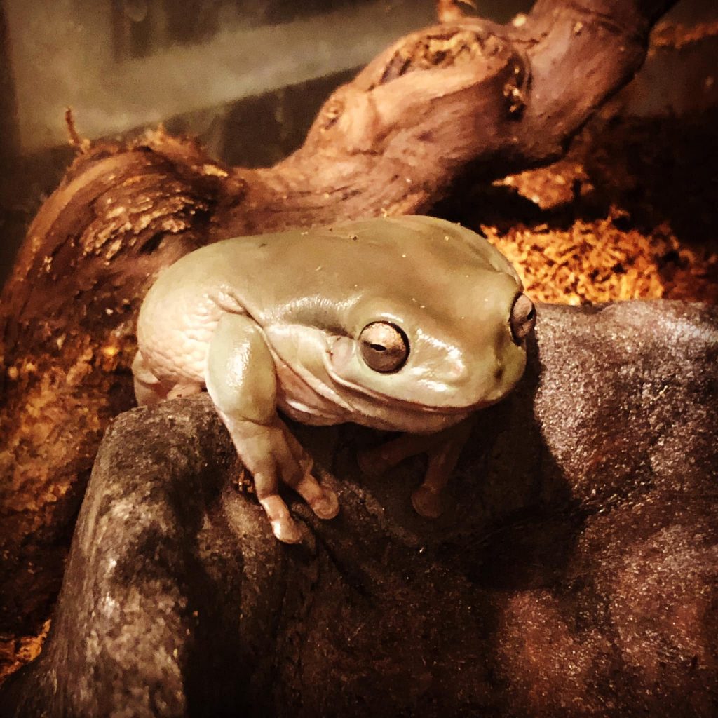 10 Things You Should Know Before Getting White's Tree Frogs